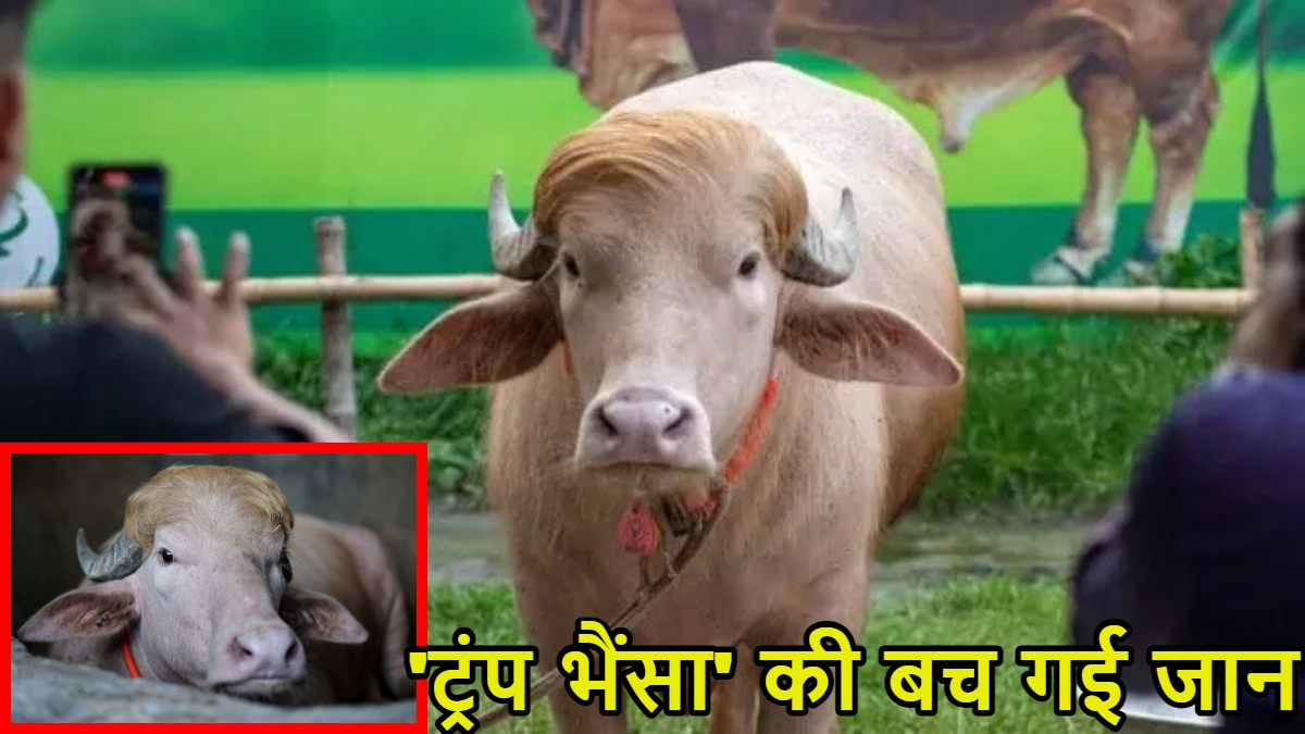 Trump Buffalo: ‘ट्रंप भैंसा’ की बांग्लादेश में नहीं दी गई कुर्बानी, बकरीद से चंद घंटे पहले रहमान सरकार ने रोकी कुर्बानी, नेशनल जू भेजा गया
