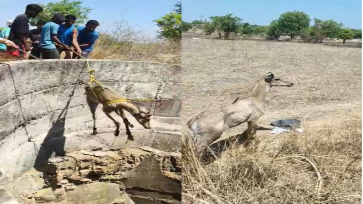 नीलगाय का रेस्क्यू: पानी से भरे कुएं में गिरी, वन विभाग के पहुंचने से पहले युवाओं ने बचाया, Video