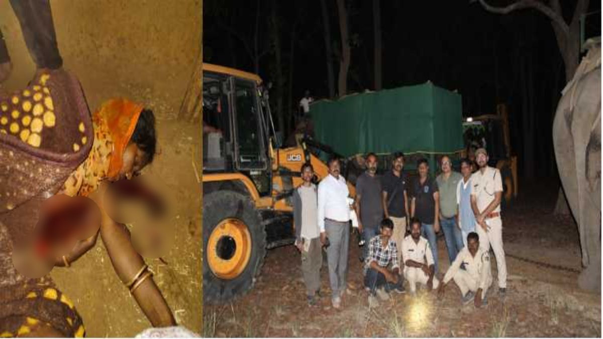 बांधवगढ़ टाइगर रिजर्व: बस्ती में घुसे बाघ के हमले से महिला की मौत, 4 घायल, उधर रेस्क्यू किए गए हाथी E-5 को जंगल में छोड़ा