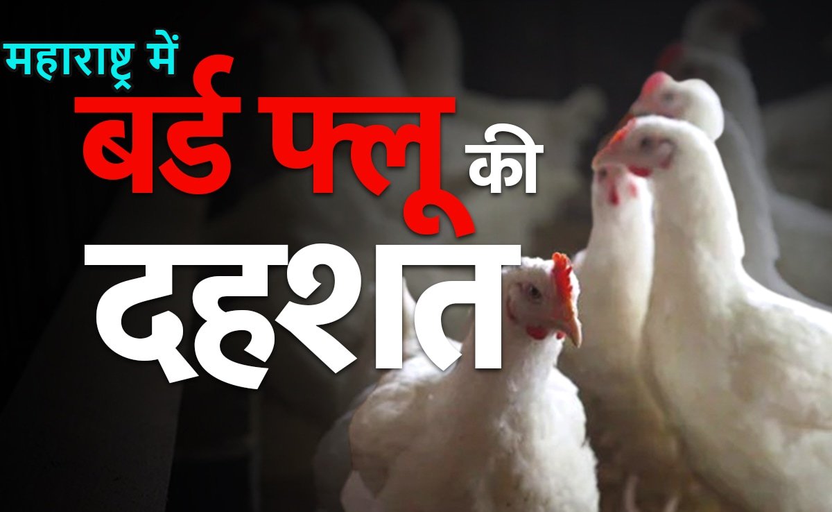 महाराष्ट्र में बर्ड फ्लू ने तबाही मचाईः 1.40 लाख मुर्गियों को मारने का आदेश, 5 km तक बनाया बफर जोन