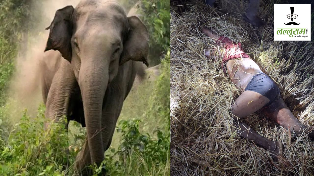CG News : दंतैल हाथी का आतंक, पटक-पटककर ग्रामीण की ली जान