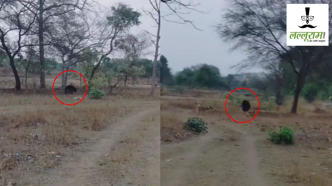 CG News : जंगल से गांव में घुस आया भालू, ग्रामीणों में दहशत का माहौल, वन विभाग अलर्ट