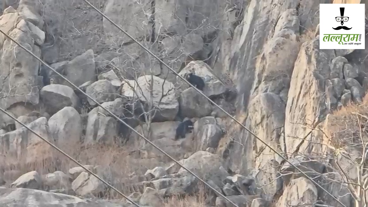 क्रॉस हिल्स पर भालुओं का डेरा, रिहायशी इलाकों तक पहुंचा खतरा, वन विभाग रहा बेखबर