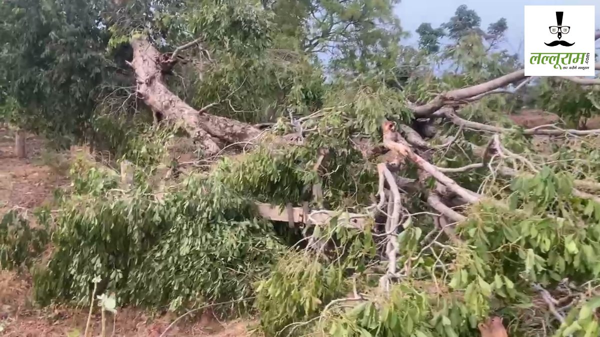 CG Weather : तेज आंधी-तूफान से धराशायी हुए पेड़, बेमौसम बारिश ने बढ़ाई किसानों की चिंता