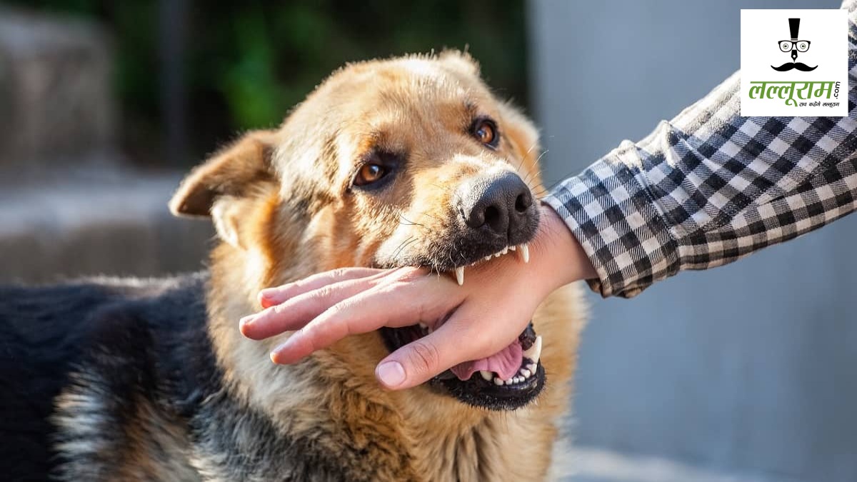 Dog Attack : पागल कुत्ते का आतंक, 10 लोगों को बनाया शिकार, घायलों को अस्पताल में कराया गया भर्ती