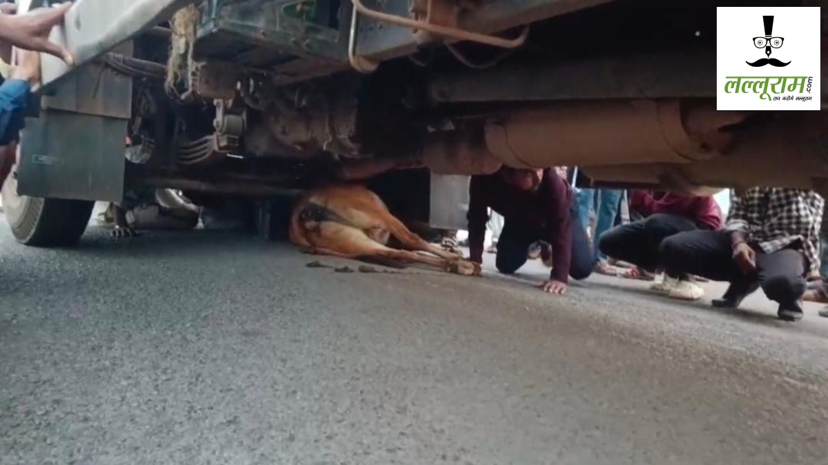 CG Accident News : शराब से भरे तेज रफ्तार ट्रक ने गाय को रौंदा, नशे में धुत चालक पर फूटा लोगों का गुस्सा