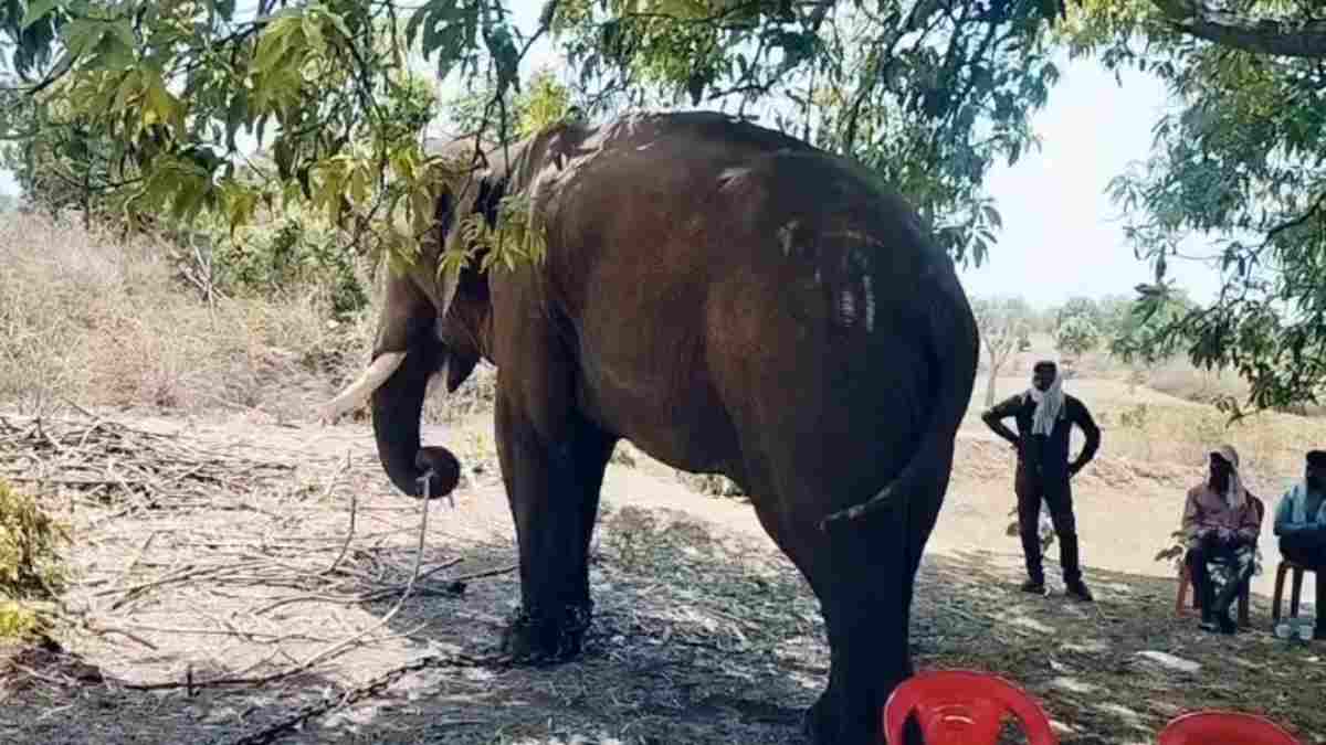 आखिर जंजीरों में जकड़ा गया हत्यारा बिगड़ैल हाथी: तीन दिन की मशक्कत के बाद वन विभाग को मिली सफलता,  ग्रामीण और मवेशियों को उतार चुका है मौत के घाट