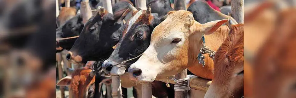बकरीद से पहले यमुनानगर में कथित गोमांस मिलने से हड़कंप, दो संदिग्ध फरार