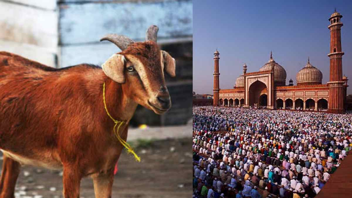 MP में बकरे पर सियासी बवाल: हिंदू संगठन ने उठाई इको फ्रेंडली कुर्बानी की मांग, कांग्रेस ने बताया BJP की सस्ती लोकप्रियता