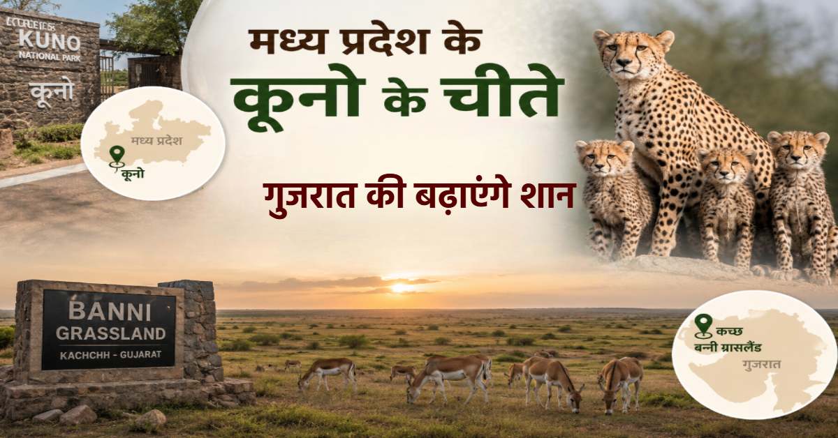 अब नौरादेही नहीं… गुजरात के कच्छ जाएंगे कूनो के चीते, पहली बार चीतों की अंतरराज्यीय शिफ्टिंग
