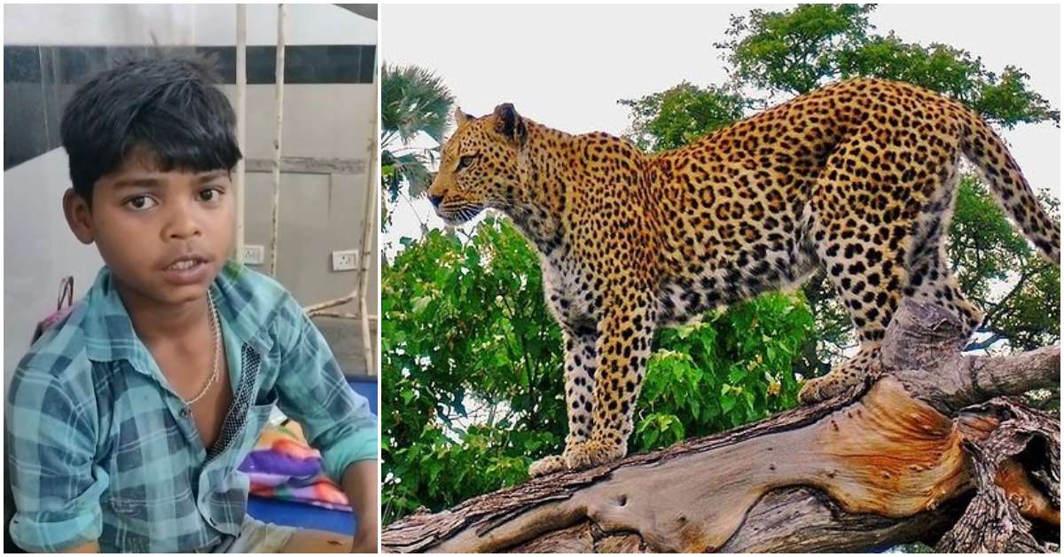 14 साल के ‘सत्यम’ ने मौत को दी मात, तेंदुए ने किया हमला तो किशोर ने दबोच ली उसकी गर्दन, रोंगटे खड़े कर देगी बहादुरी की यह कहानी