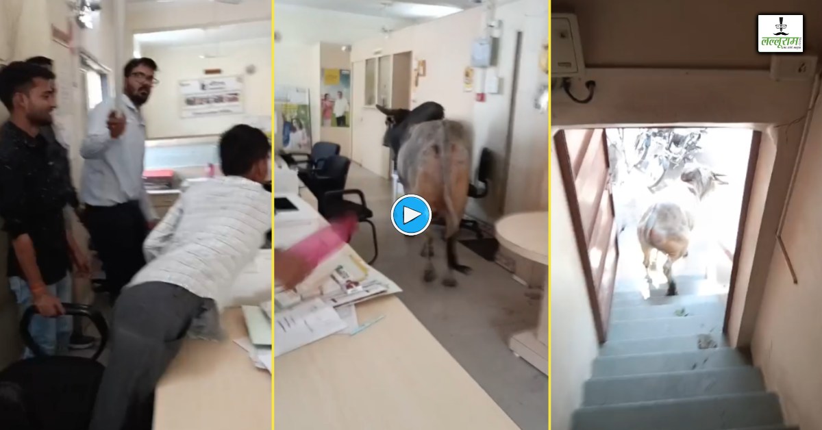 अब इनका भी खोलो खाता! सीढ़ियां चढ़कर बैंक के अंदर पहुंचे नंदी-गाय, देखते ही भाग खड़े हुए ग्राहक-कर्मचारी