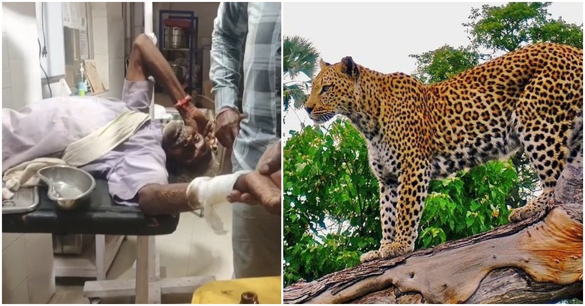 85 साल का ‘बाहुबली’! तेंदुए ने किया गर्दन पर हमला, तो बुजुर्ग ने कान पकड़कर डंडे से कर दी ‘कुटाई’