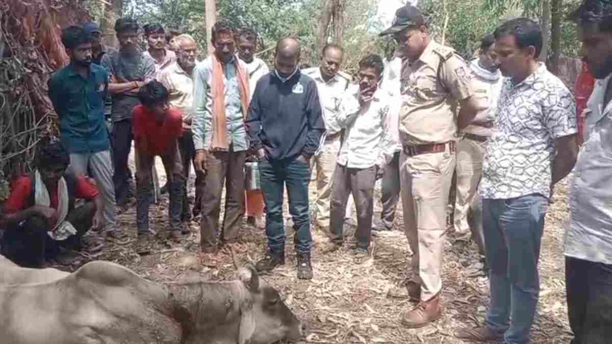पन्ना टाइगर रिजर्व में बाघ का खौफ: गांव में घुसकर किया शिकार, दहशत में ग्रामीण 
