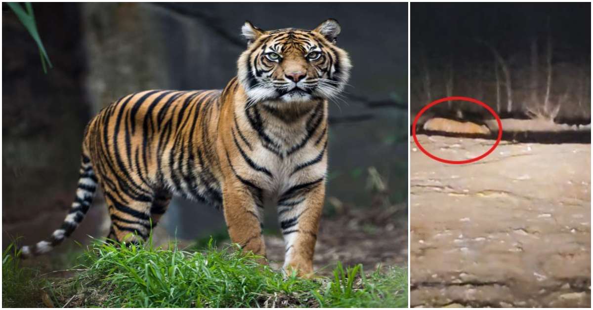 टाइगर मूवमेंट से खौफ: रिहाइशी इलाकों में आए दिन दिख रहा बाघ, अब कचरा घर के सफाई कर्मियों का हुआ सामना
