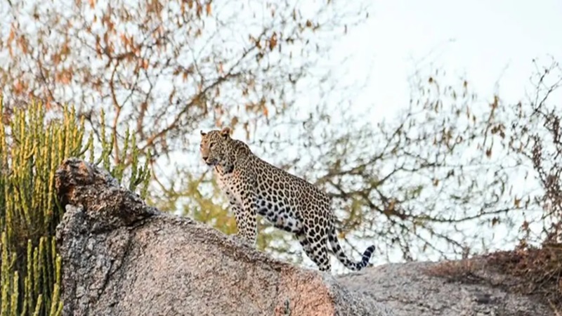 Jaipur Wildlife News: जयपुर वाइल्डलाइफ डिवीजन की बड़ी लापरवाही, 24 घंटे बाद भी नहीं जुटा पाए जानवरों के आंकड़े