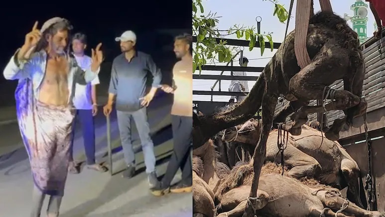 तस्करों को अनोखी सजा; ट्रक में ठूंसे थे 21 ऊंट, गौरक्षकों ने साड़ी पहनाकर बीच ‘राणा जी माफ करना’ गाने पर कराया डांस