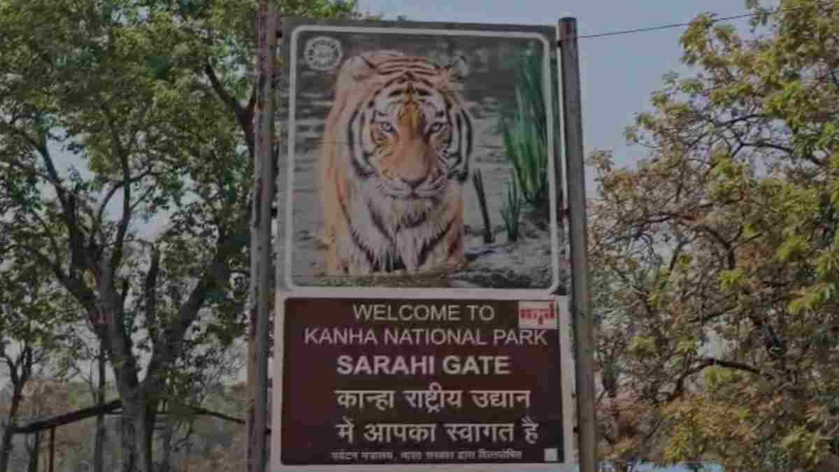 कान्हा में टाइगर पर मंडराया मौत का साया: 1 महीने में 7 बाघों की मौत, ये वायरस बना काल