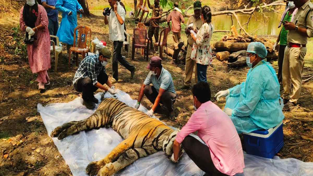 कान्हा टाइगर रिजर्व में एक और बाघ की मौत, शरीर पर चोट के निशान, फेफड़ों में मिला संक्रमण