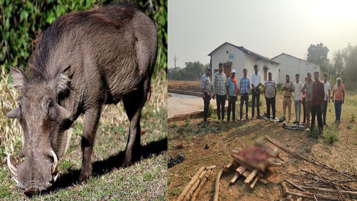 जंगली सूअर के मांस की अवैध बिक्री पर बड़ी कार्रवाई, वन विभाग ने छापेमारी कर 14 किलो मांस किया जब्त