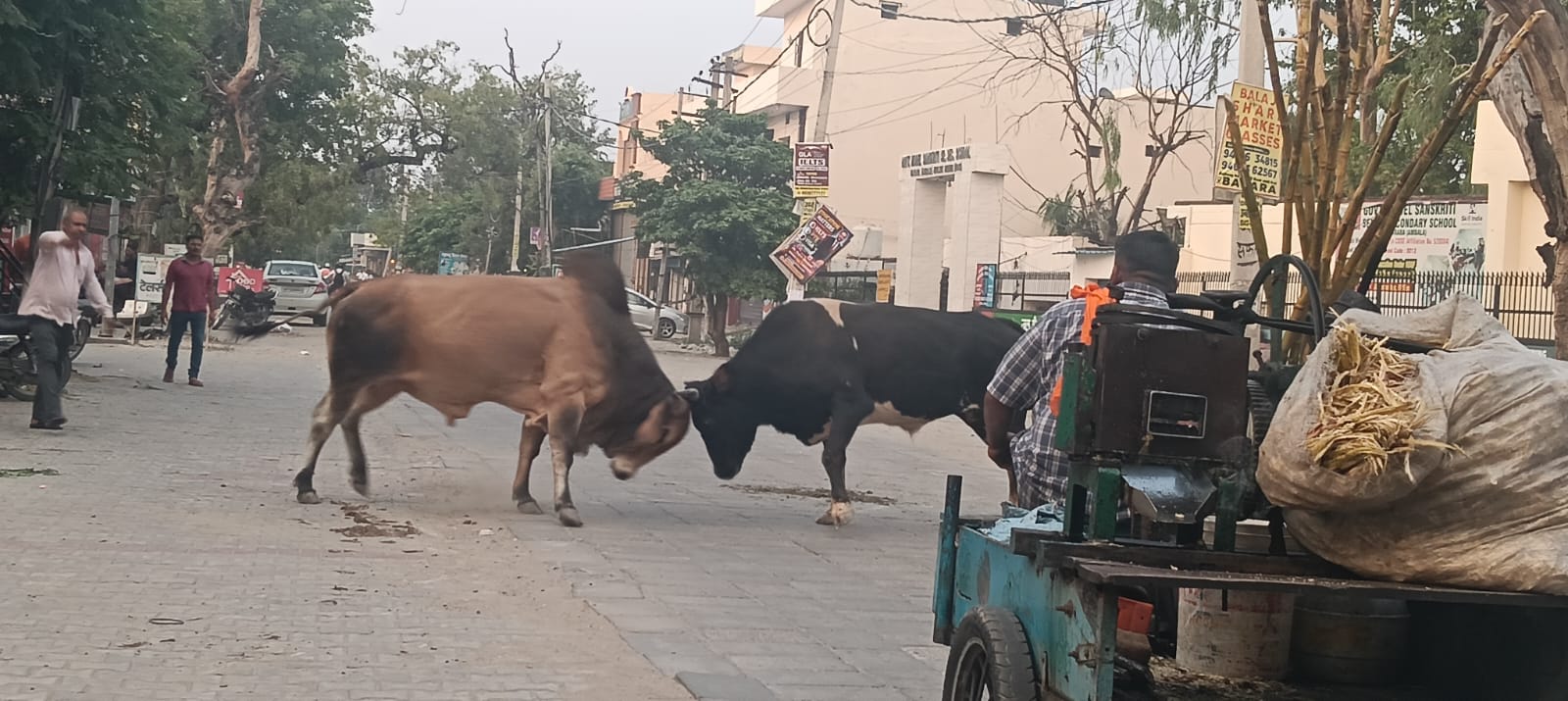 सड़क पर भिड़े दो सांड, बाल-बाल बचे लोग; बराड़ा में आवारा पशुओं का बढ़ा आतंक