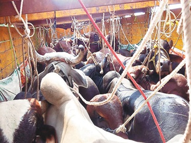 अंबाला में पशु क्रूरता की हदें पार: ट्रक में ठूंस कर भरे गए 38 मवेशियों को पुलिस ने कराया मुक्त, जानें पूरा मामला