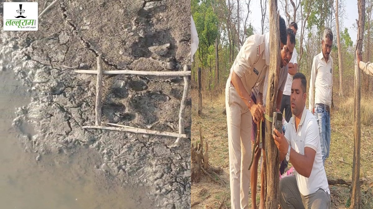 बाघ के खौफ तले वनांचल: सर्च अभियान में मिले पग के निशान, वन महकमे ने लगाए ट्रैप कैमरे