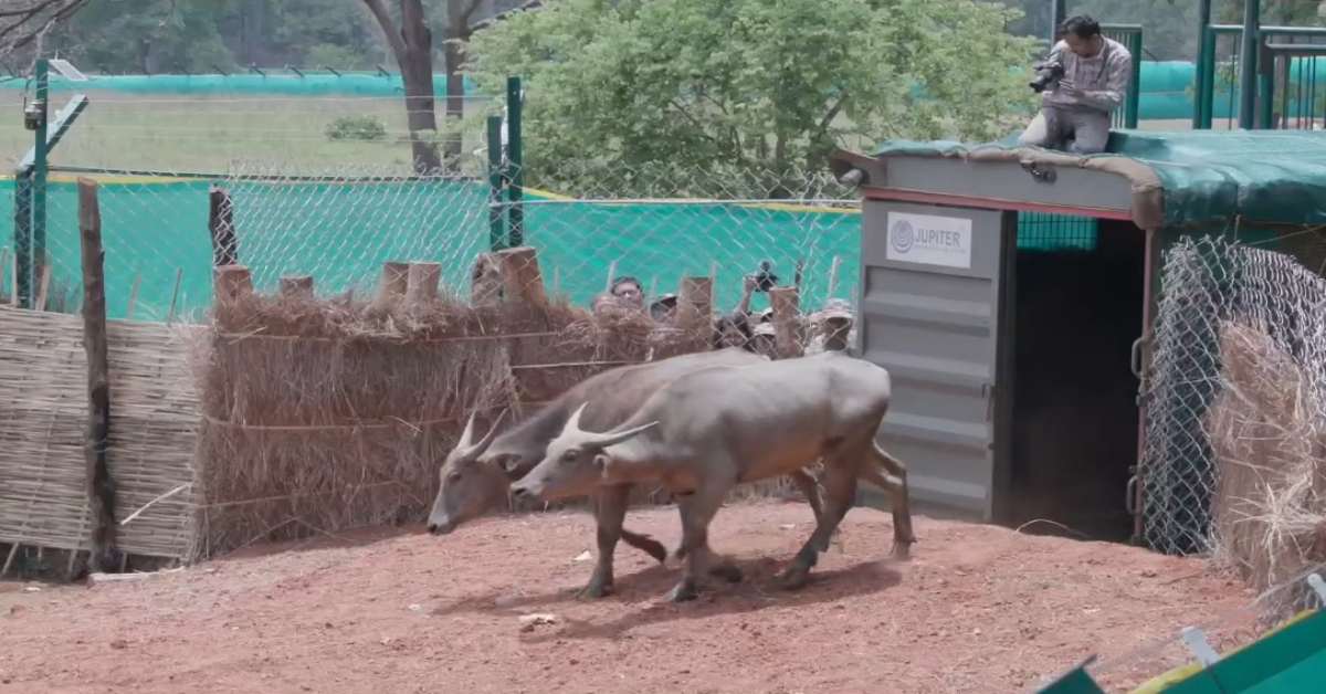 कान्हा टाइगर रिजर्व में बढ़ा जंगली भैंसों का कुनबा, कुल 8 भैंसे हुए पुनर्स्थापित, 3 साल में 50 का है लक्ष्य