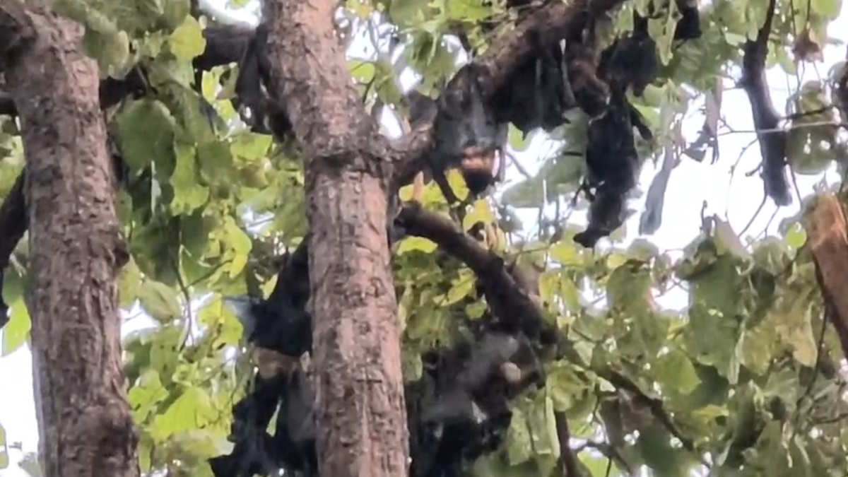 भीषण गर्मी की वजह से सैकड़ों चमगादड़ों की मौतों के बाद जागा प्रशासन, कराया मौके पर पानी का छिड़काव