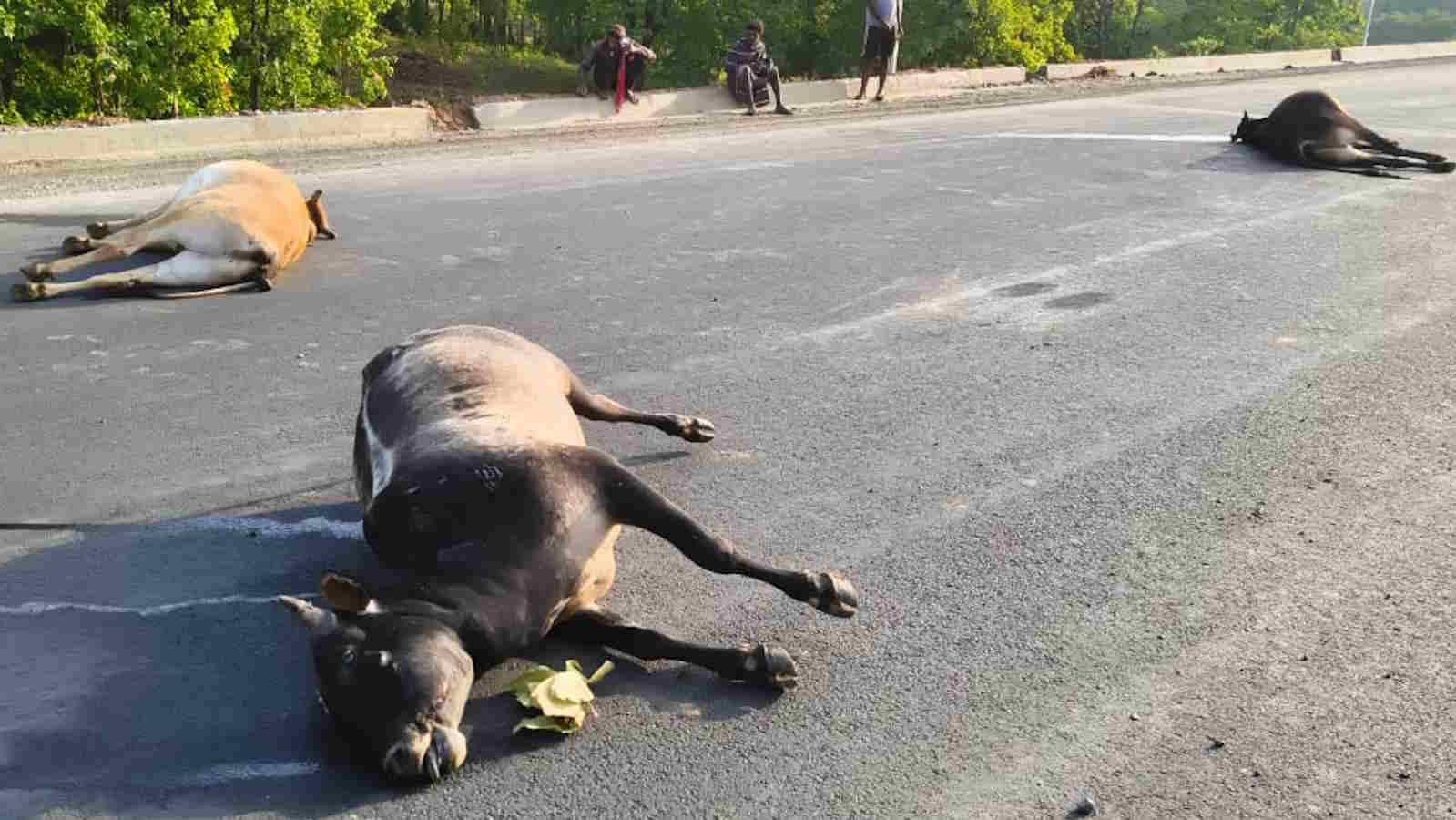 भारतमाला सड़क पर मौत का तांडव: तेज रफ्तार भारी वाहन ने 7 बैलों को कुचला, 5 ने मौके पर तोड़ा दम…