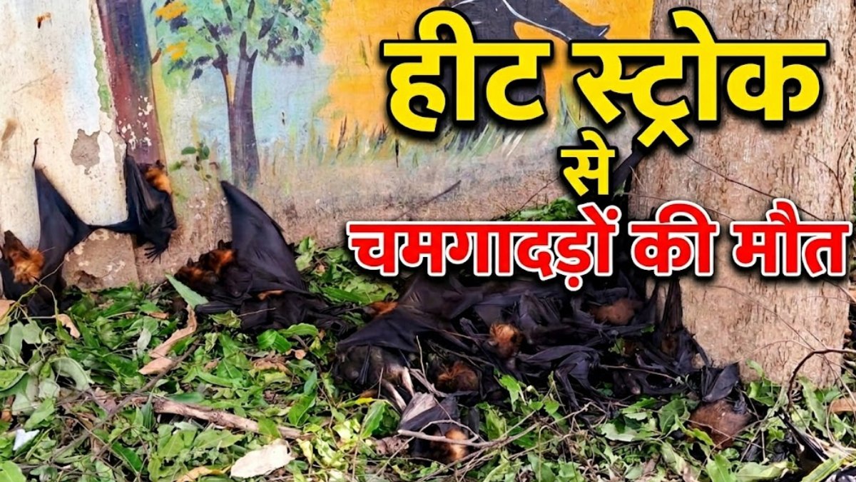 हीट स्ट्रोक से सैकड़ों चमगादड़ों की मौत: तालाब के पास पेड़ से गिरे मिले चमगादड़, इलाके में मचा हड़कंप