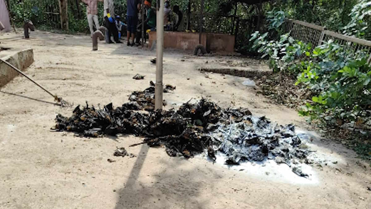 नौतपा का प्रकोप: रोज 400-500 चमगादड़ गंवा रहे जान, संख्या इतनी ज्यादा की पालिका उठाने में नाकाम…
