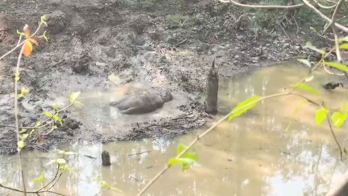 दलदल में फंसने से 5 माह के हाथी शावक की मौत, वन विभाग की कार्यशैली पर उठ रहे गंभीर सवाल…
