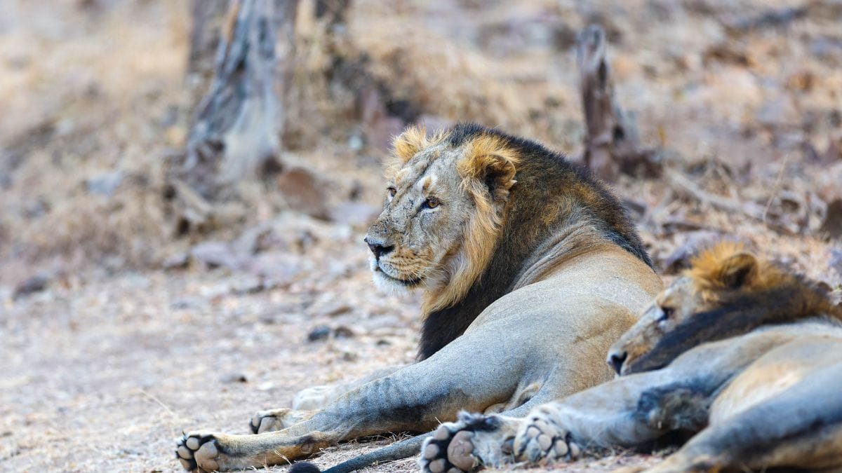 गिर में शेरों की मौत से मचा हड़कंप, संक्रमण की आशंका के बीच 17 शेरों को क्वारंटाइन किया गया