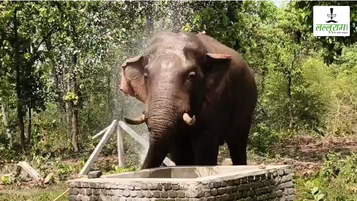 VIDEO: गर्मी से परेशान हुए गजराज, सूंड से खुद पर की पानी की बौछार, दिलचस्प नजारा कैमरे में कैद