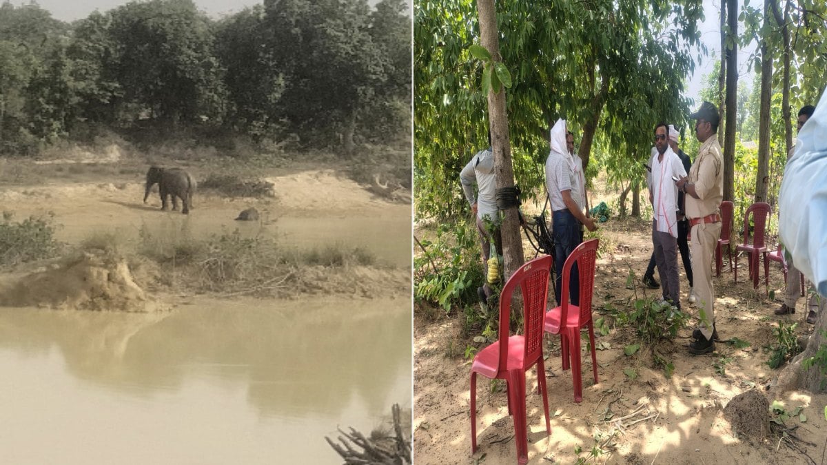 हाथी शावक की मौत: तालाब में नहाने के दौरान हुआ हादसा, 5 माह के भीतर 8 शावकों की गई जान
