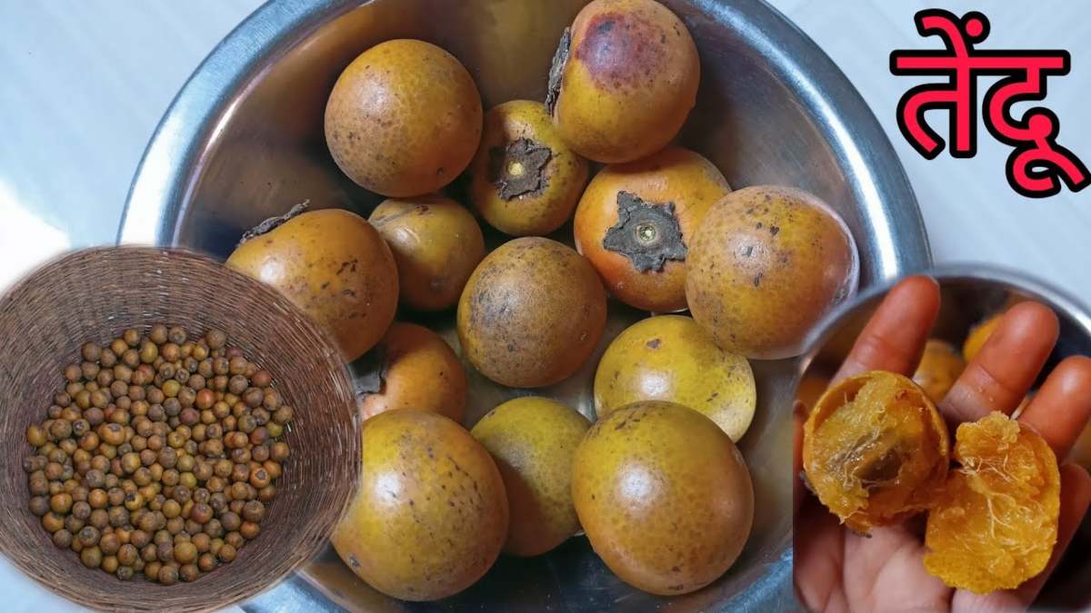 गर्मी में मिलने वाला ये खास फल है फायदों से भरपूर, जरूर करें तेंदू का सेवन …