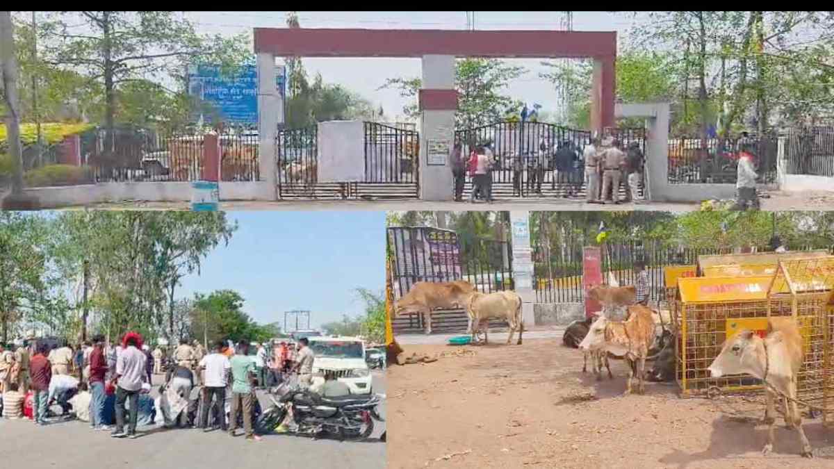 गौ सेवकों का आंदोलन : कलेक्ट्रेट गेट पर मवेशी बांधकर प्रदर्शन, चक्काजाम भी किया, 12 से ज्यादा लोगों पर हुई कार्रवाई