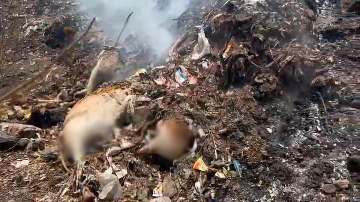 गौवंश के शव कचरे में फेंकने पर बवाल : अधजली हालत में मिले मृत मवेशी, गौसेवकों में भारी आक्रोश, CMO ने कहा- दोषियों पर होगी कार्रवाई
