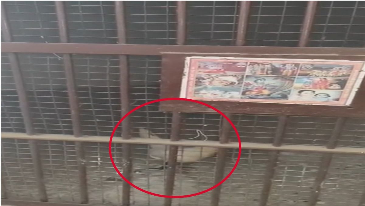 लॉकअप में कैदी नहीं ‘मुर्गा’ बंद और पुलिस नदारद: सोशल मीडिया पर वायरल हुआ चौकी का वीडियो, लोग बोले-ये क्या माजरा है?