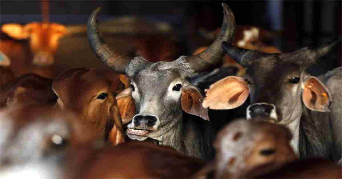 गोरक्षा पर सियासत: किसने किया बड़ा काम, योगी सरकार का गो-संरक्षण मॉडल कितना मजबूत