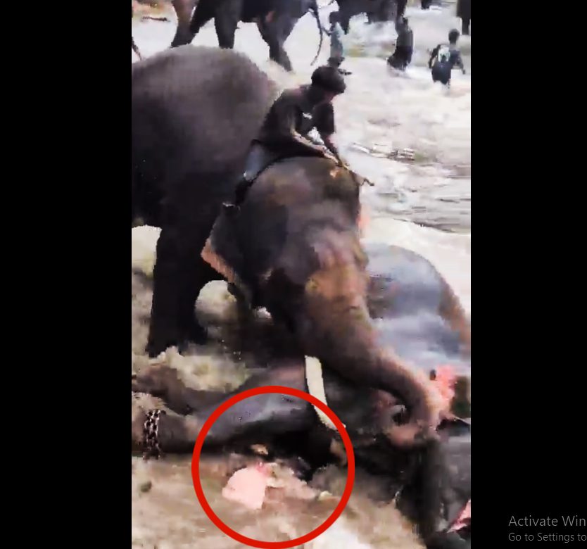 कर्नाटक में हाथियों की खूनी भिड़ंत, महिला टूरिस्ट की मौत ; कैमरे में कैद हुई खौफनाक घटना