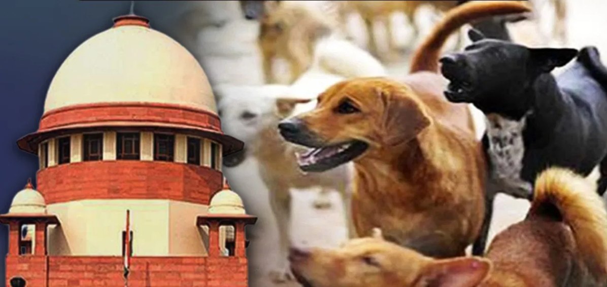 आवारा कुत्तों की किस्मत सड़क या शेल्टर हाउस? स्ट्रे डॉग्स केस में सुप्रीम कोर्ट आज सुनाएगा फैसला