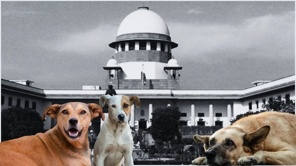 सुप्रीम कोर्ट ने डॉग लवर्स की याचिका की खारिज, पूरे देश में सार्वजनिक जगहों से हटाए जाएंगे आवारा कुत्ते, अपना पुराना आदेश बरकरार रखा