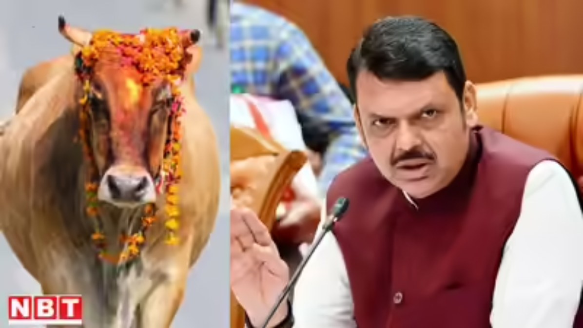 महाराष्ट्र सरकार अवैध बूचड़खानों और गौ तस्करी पर सख्त, मकोका के तहत होगी कार्रवाई