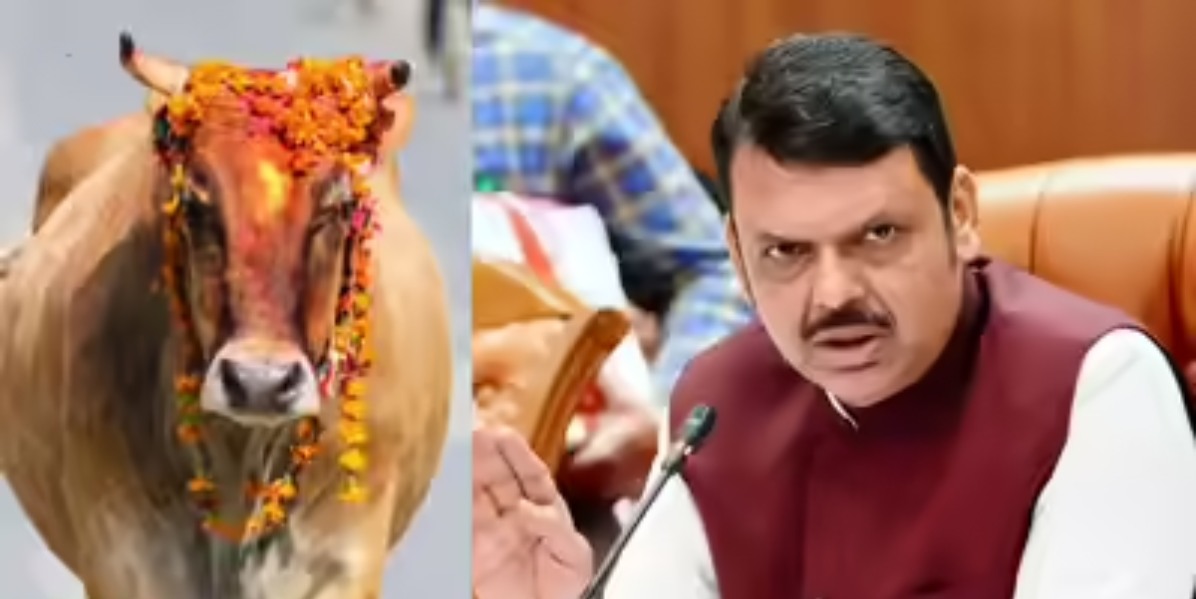 महाराष्ट्र सरकार अवैध बूचड़खानों और गौ तस्करी पर सख्त, मकोका के तहत होगी कार्रवाई