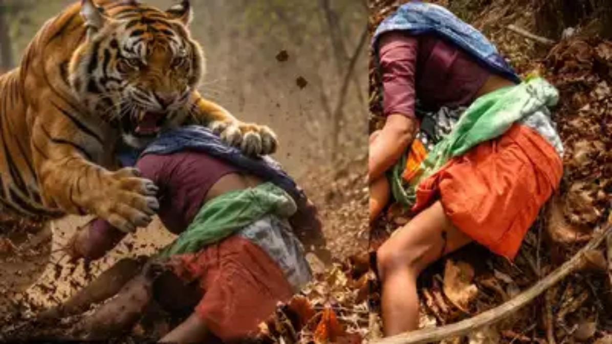 महाराष्ट्र में बाघ का आतंक: चंद्रपुर में महिलाओं की मौत; तेंदू पत्ता तोड़ने गईं चार महिलाओं को मार डाला