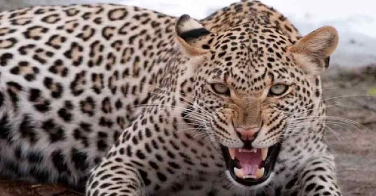 आदमखोर का आतंकः तेंदुए ने 3 लोगों पर हमला कर घर में घुसा, फिर जो हुआ…