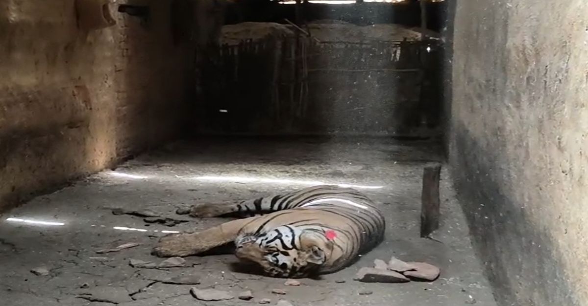 बांधवगढ़ टाइगर रिजर्वः मृत बाघ का आज जबलपुर में होगा पुनः शव परीक्षण, हमले से 1 महिला की हुई थी मौत
