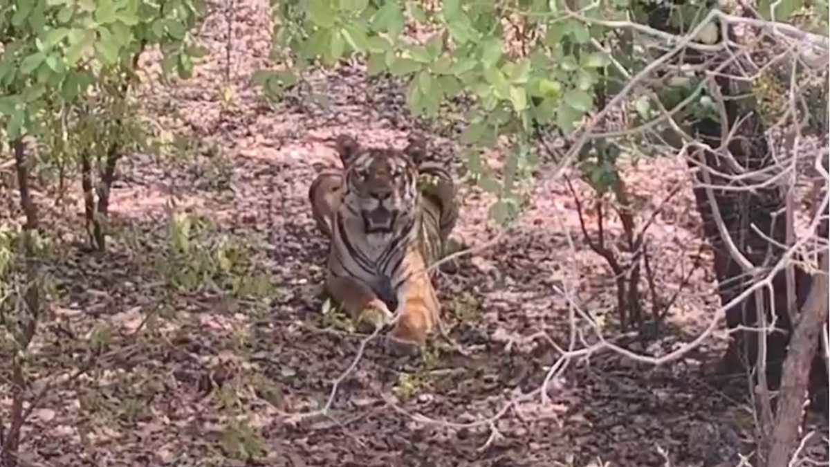 Wildlife: सतपुड़ा की वादियों में रोमांच, पचमढ़ी मार्ग पर पर्यटकों को हो रहे टाइगर के दीदार